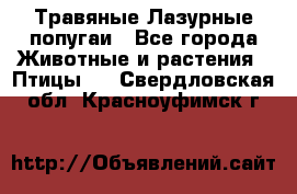 Травяные Лазурные попугаи - Все города Животные и растения » Птицы   . Свердловская обл.,Красноуфимск г.